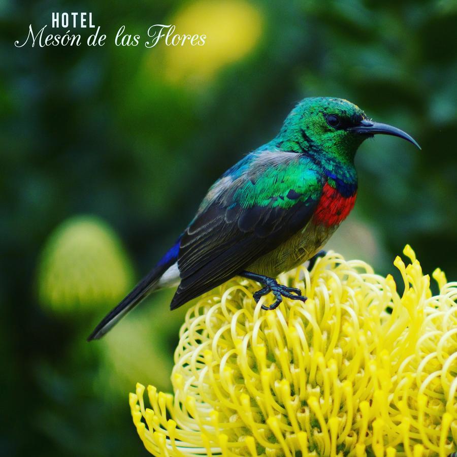Hotel Meson De Las Flores อาร์เมเนีย ภายนอก รูปภาพ